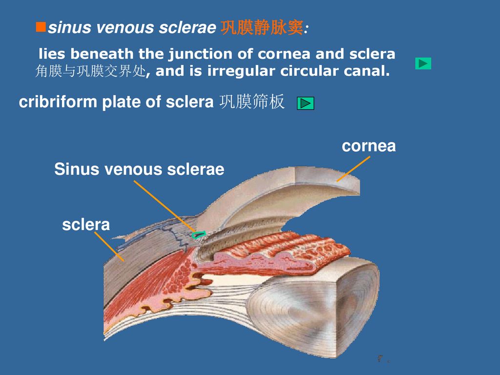眼球筛板解剖图片